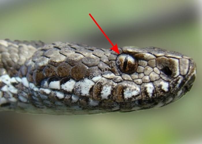 Фото зрачка гадюки, ядовитая змея