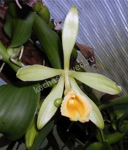 цветок ванильной орхидеи